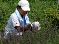 ラベンダー収穫（平成２２年７月８日（木））