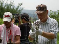 ラベンダー収穫（平成２２年７月８日（木））